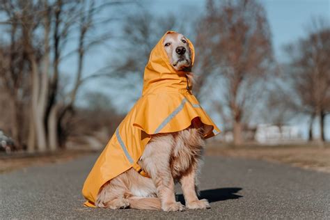 burberry hundebekleidung|Mehr.